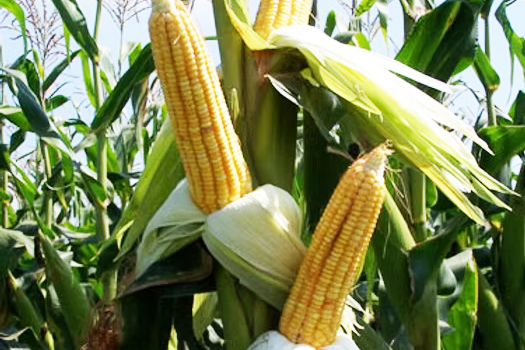 DE 222_yellow_maize