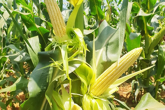 DE 308_yellow_maize